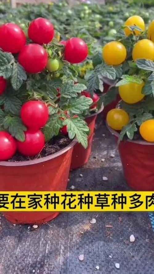 從種子到餐桌 家庭種植小番茄，打造優(yōu)質(zhì)農(nóng)產(chǎn)品新體驗
